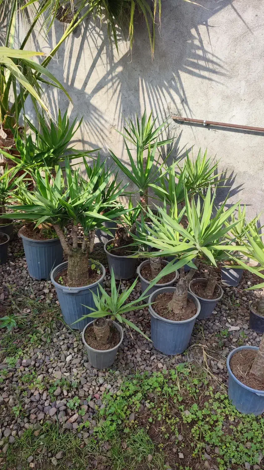 یوکا بنسای|گل و گیاه طبیعی|رودسر, |دیوار