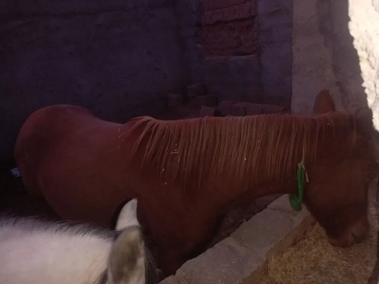 اسب|اسب و تجهیزات اسبسواری|نجفآباد, قلعه سفید|دیوار