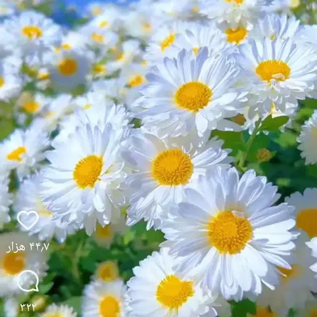 عاشق تکنولوژی|فعالیت داوطلبانه تحقیقاتی|ری, دیلمان|دیوار