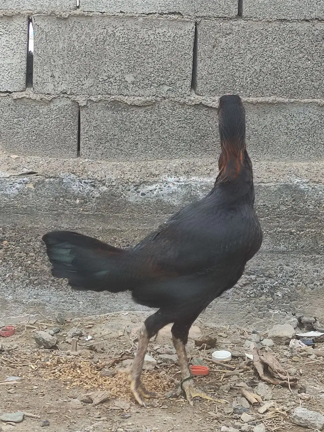 مرغ لاری|حیوانات مزرعه|سیمین شهر, |دیوار