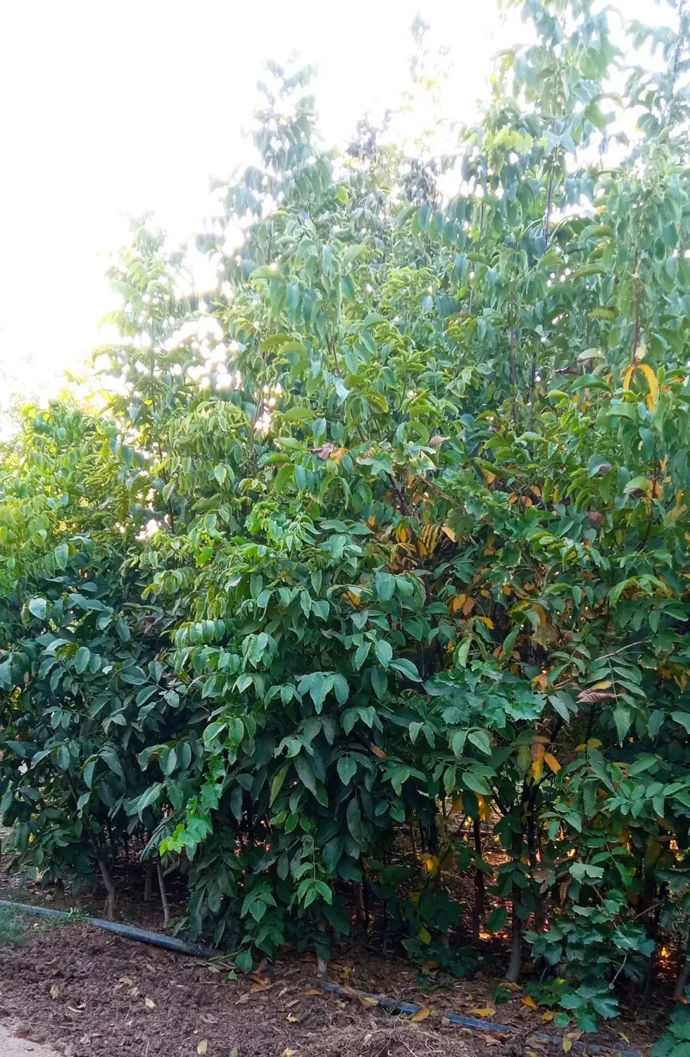 فروش انواع نهال گردو مرغوب کاغذی با قیمت مناسب|خدمات باغبانی و درختکاری|بوکان, |دیوار