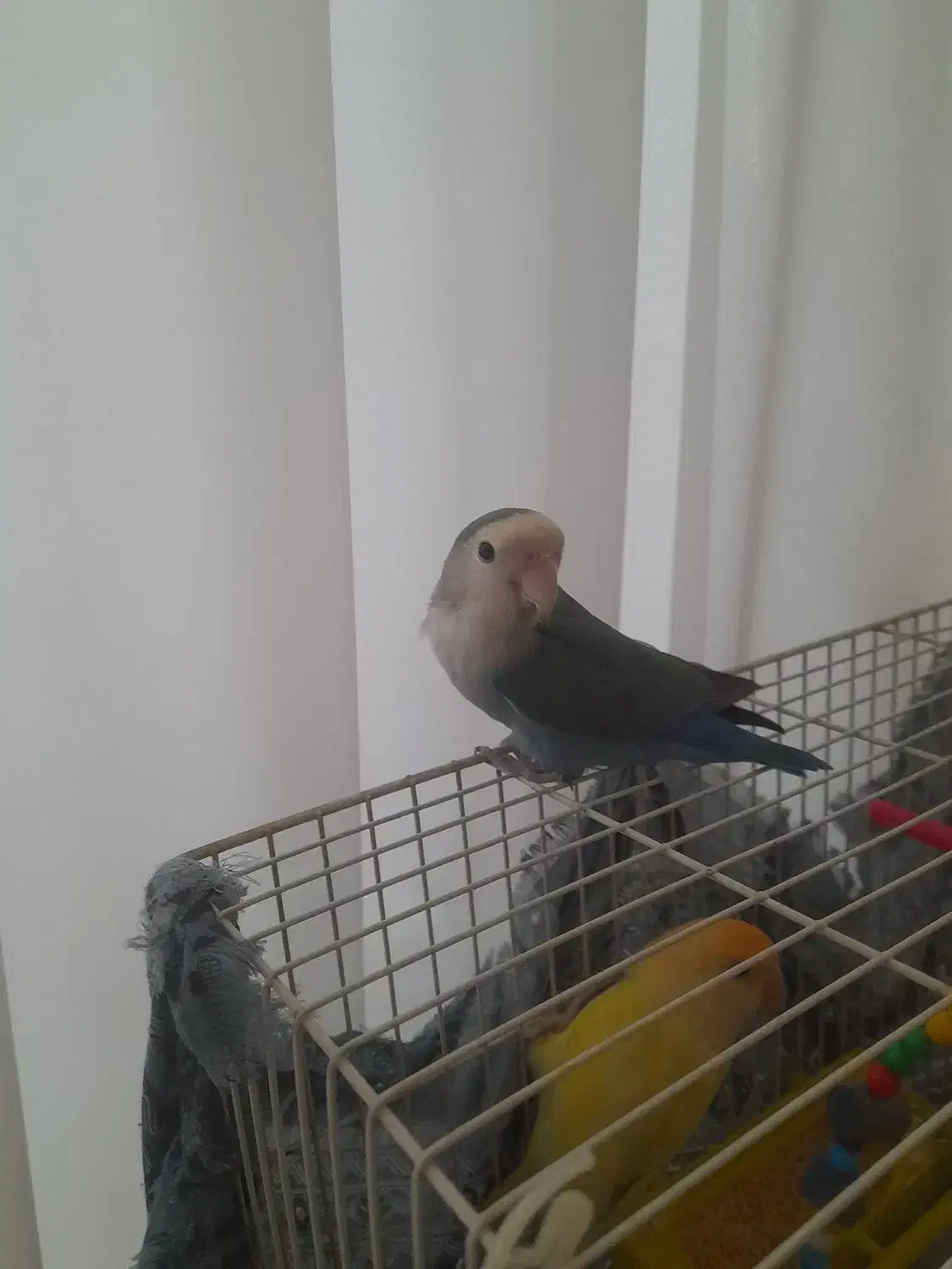 فروش عروس هلندی با کوتوله برزیلی و فنچ با وسایل|پرنده|تربت‌حیدریه, یحیی آباد|دیوار