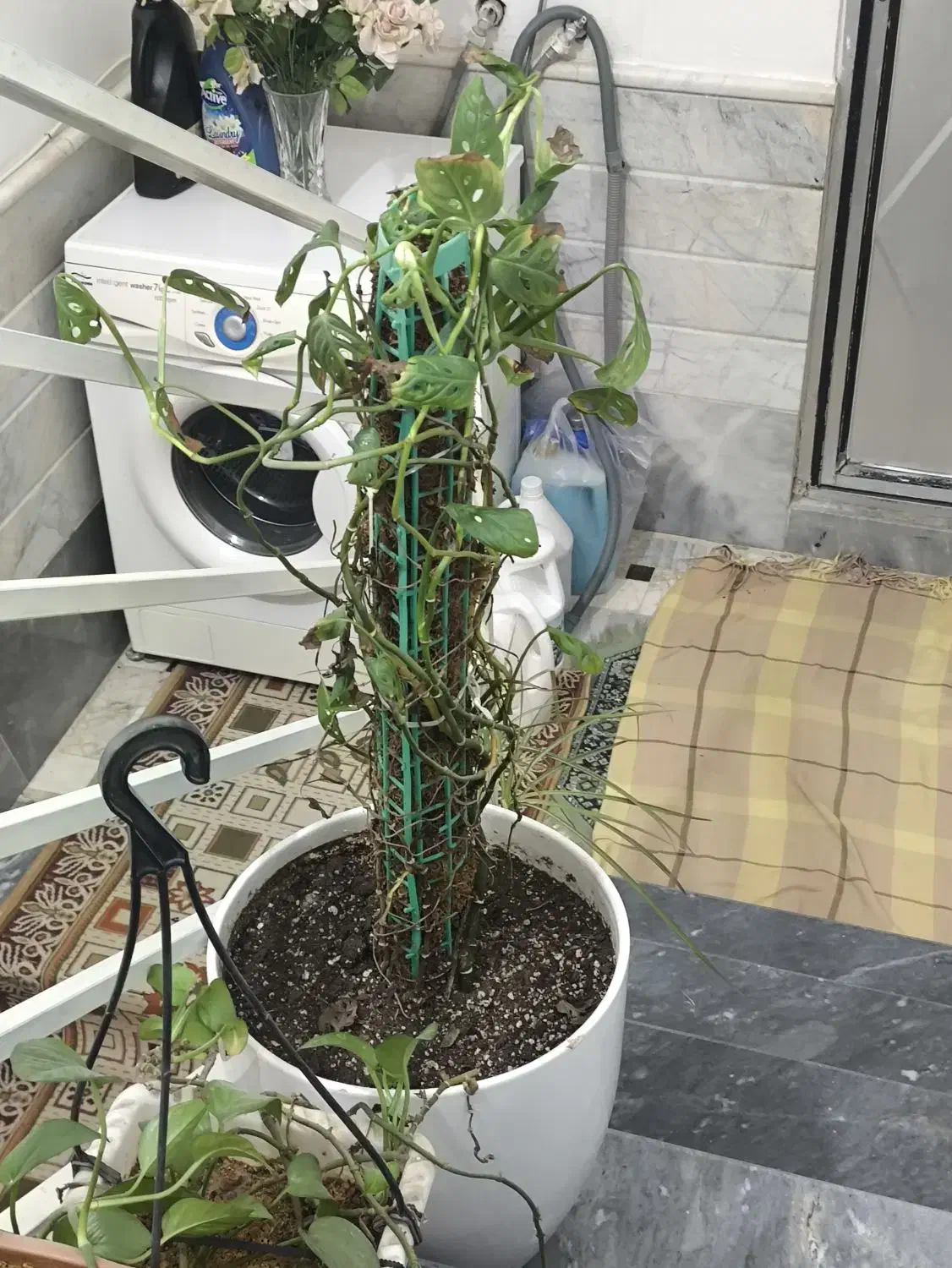 گل پتوس|گل و گیاه طبیعی|قم, قلعه عموحسین|دیوار