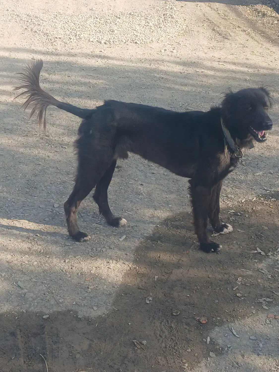 سگ قدرجونی|سگ|کامیاران, |دیوار