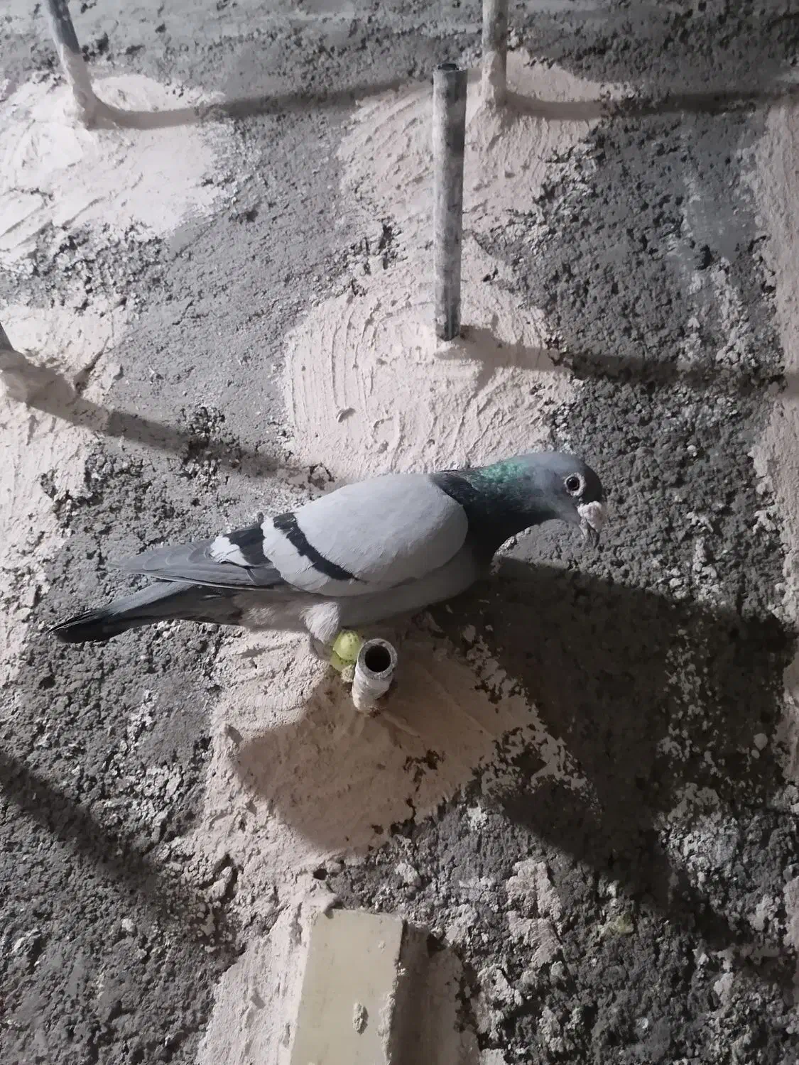 سبز نر|پرنده|فردوس (خراسان), |دیوار