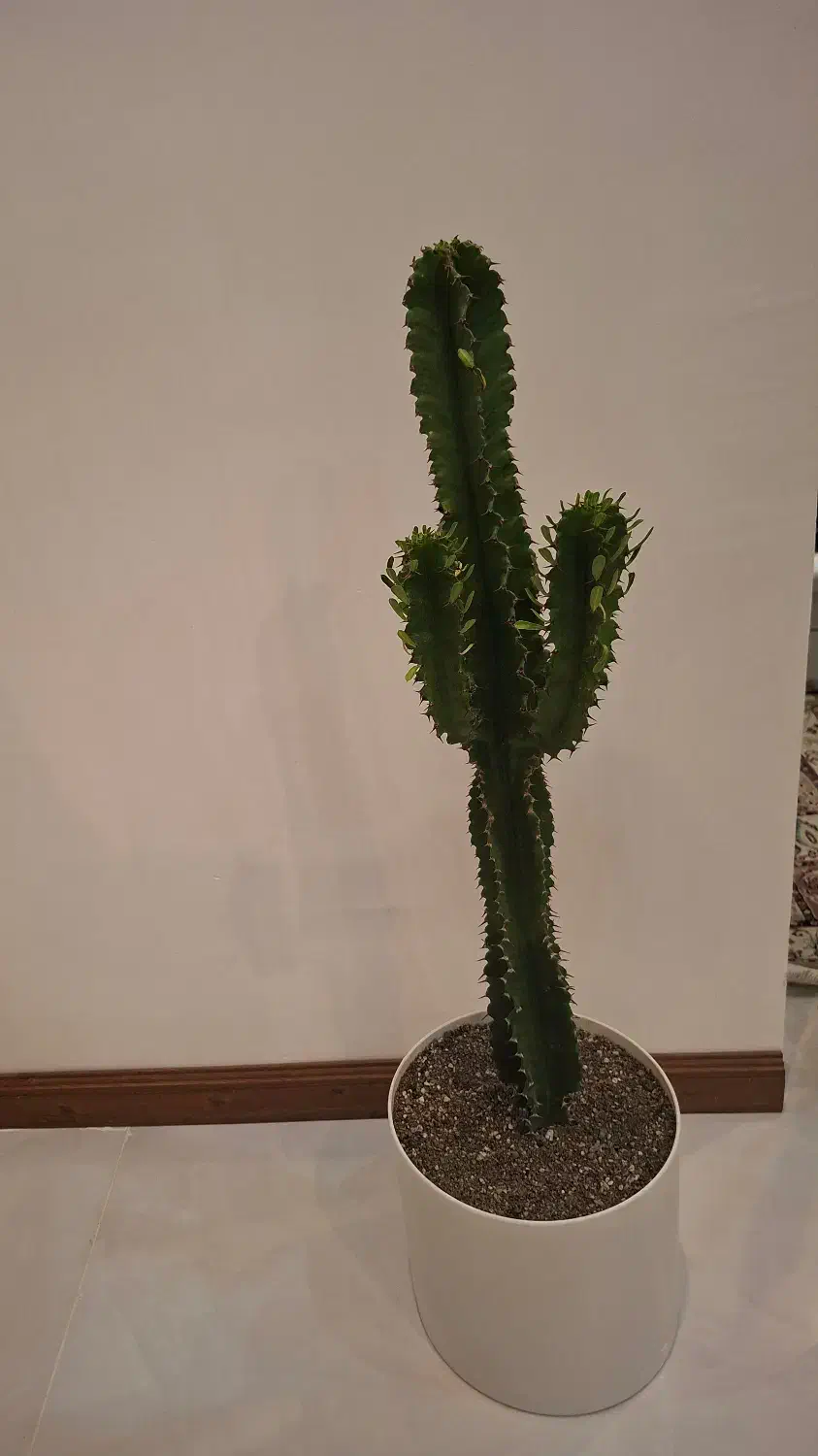 فروش گل کاکتوس بزرگ|گل و گیاه طبیعی|شیروان (خراسان), |دیوار
