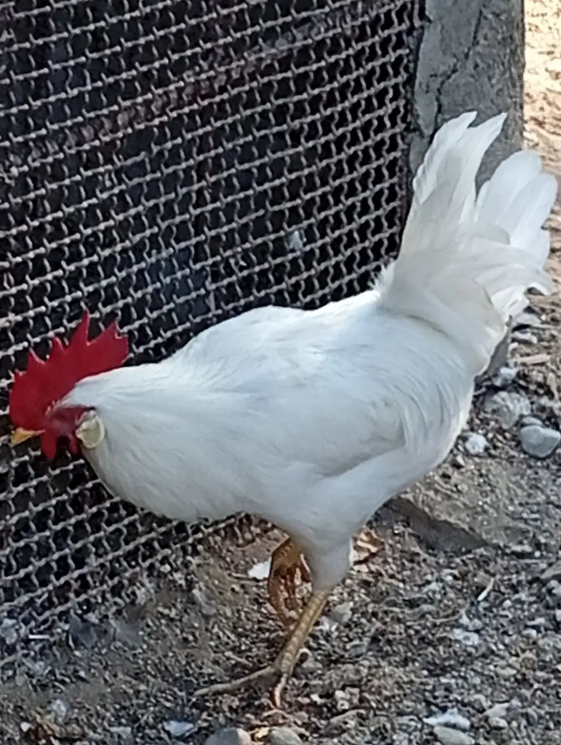 پرنده|پرنده|میناب, |دیوار