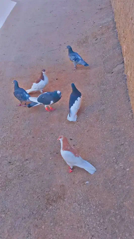 کفتر|پرنده|سپیدان, |دیوار