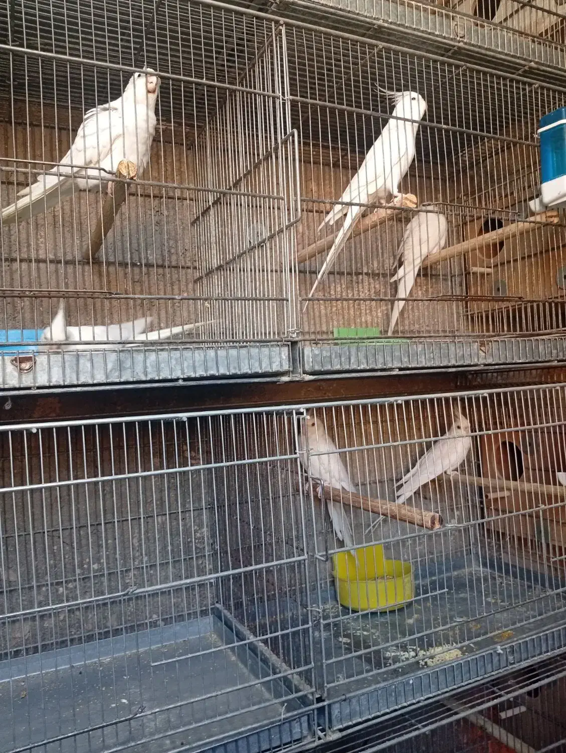 عروس هلندی جفت مولد آلبینو با جوجه|پرنده|ری, حمزهآباد|دیوار