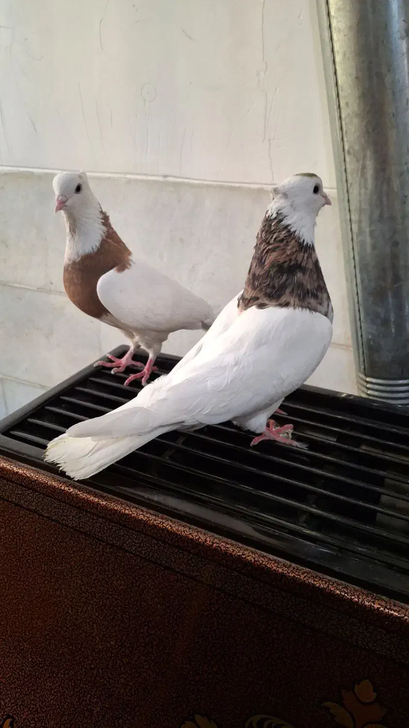 طوقی|پرنده|یزد, |دیوار