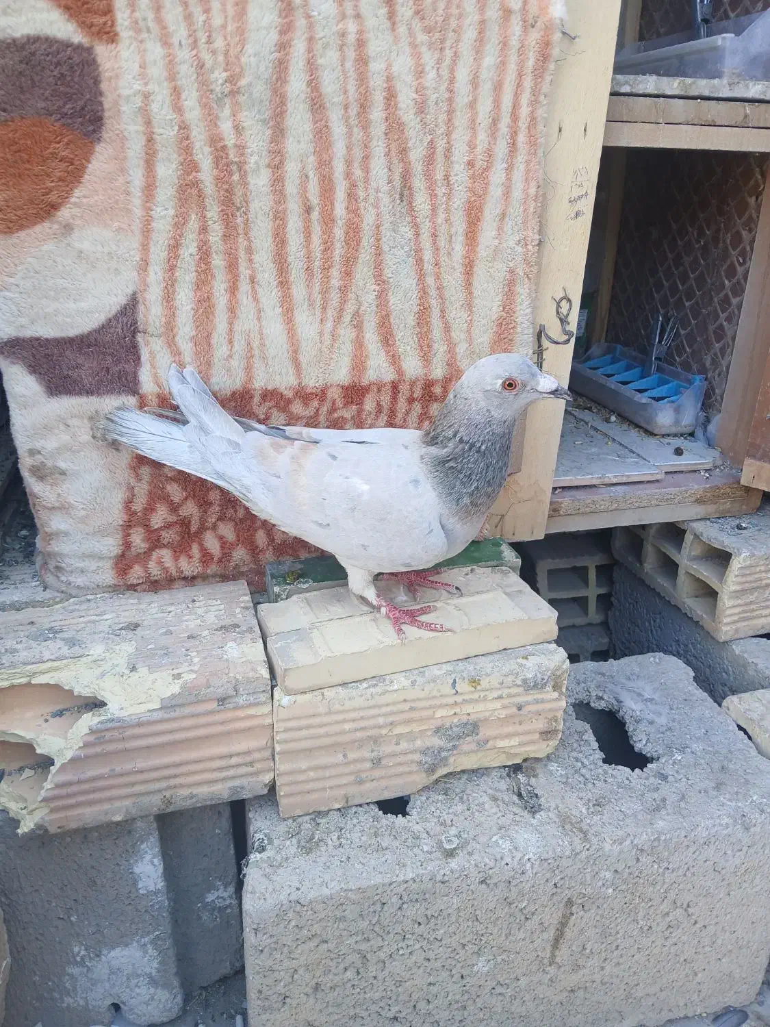 یه جفت پلاکی نر ماده|پرنده|خمینی‌شهر, |دیوار