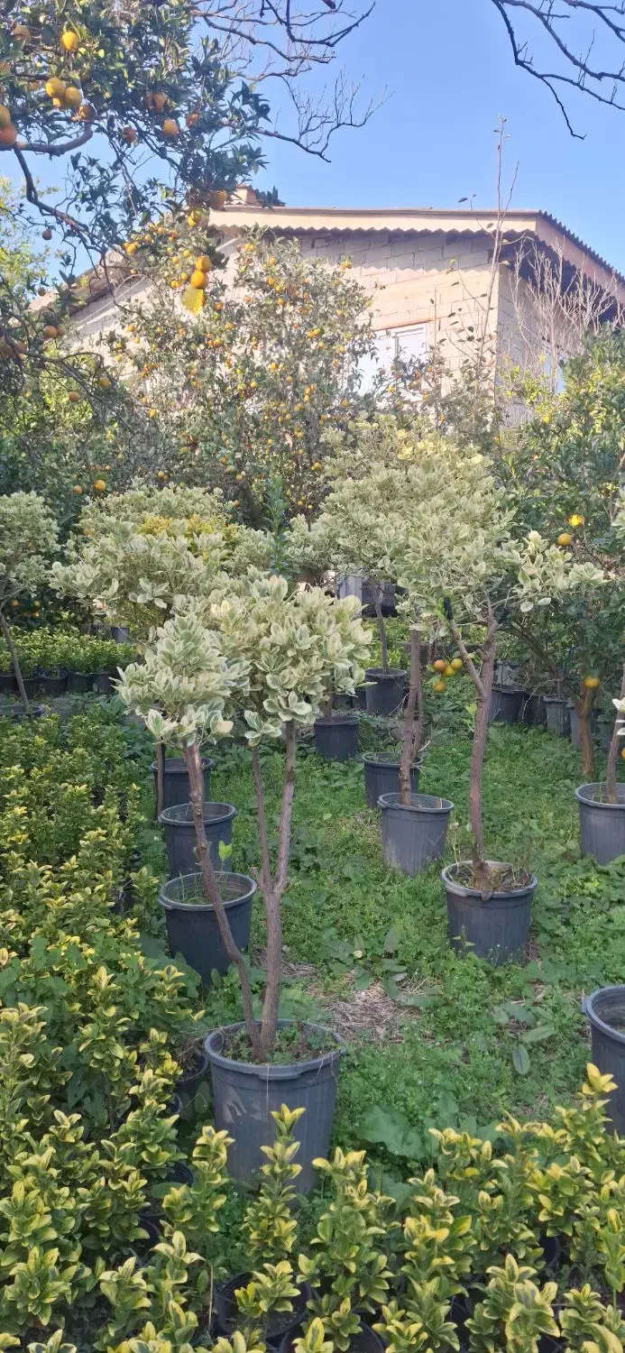 فروش شمشاد طلایی/ لافسون /کامایا/یاس هلندی|خدمات باغبانی و درختکاری|تهران, شهرک آپادانا|دیوار