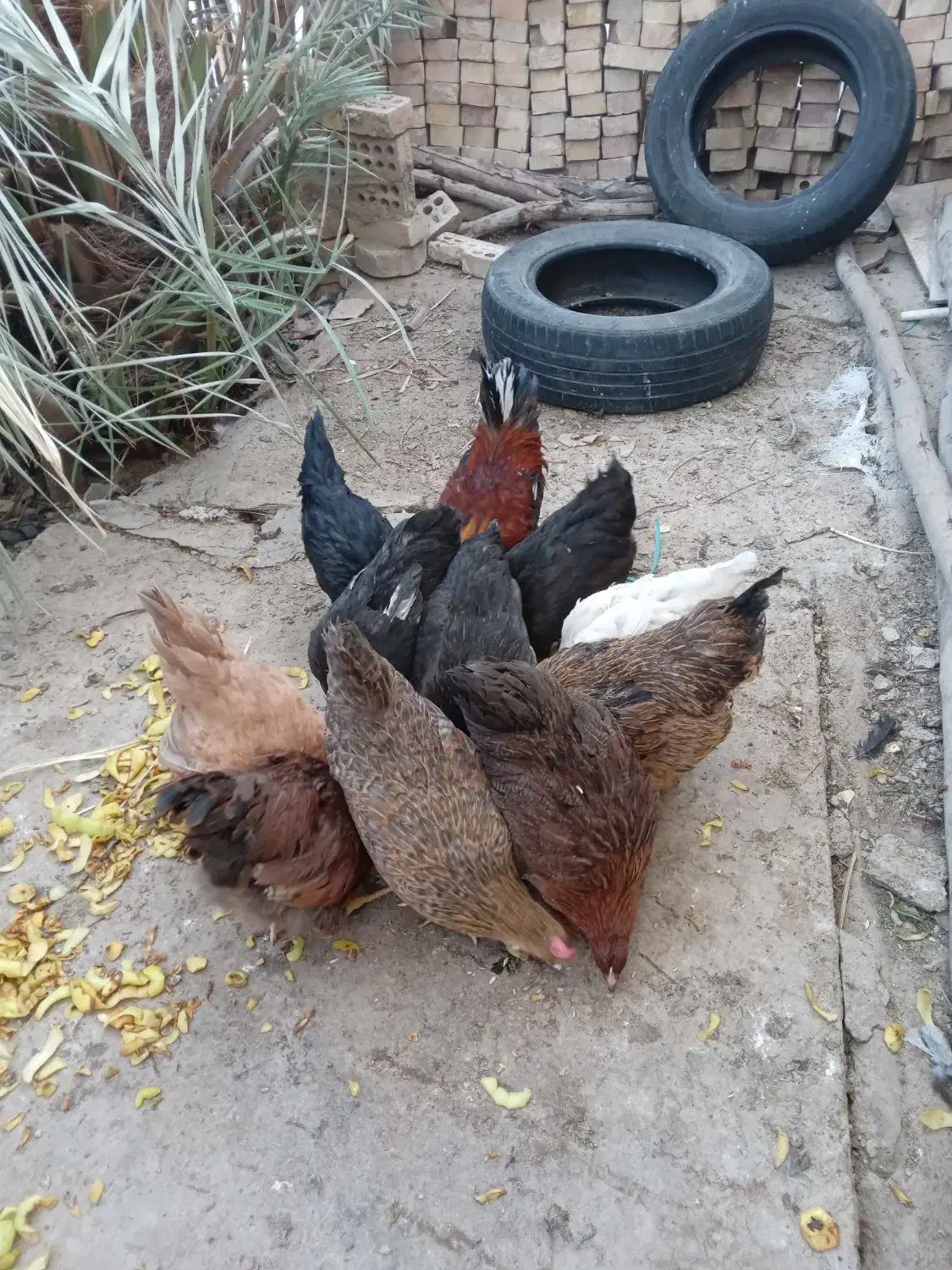 فروش مرغ عربی اصل|حیوانات مزرعه|رامشیر, |دیوار