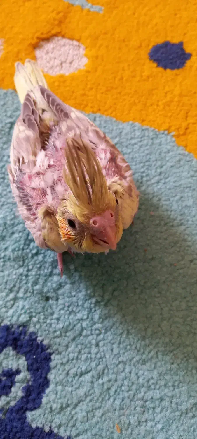 جفت عروس مولد|پرنده|شیراز, معالی‌آباد|دیوار