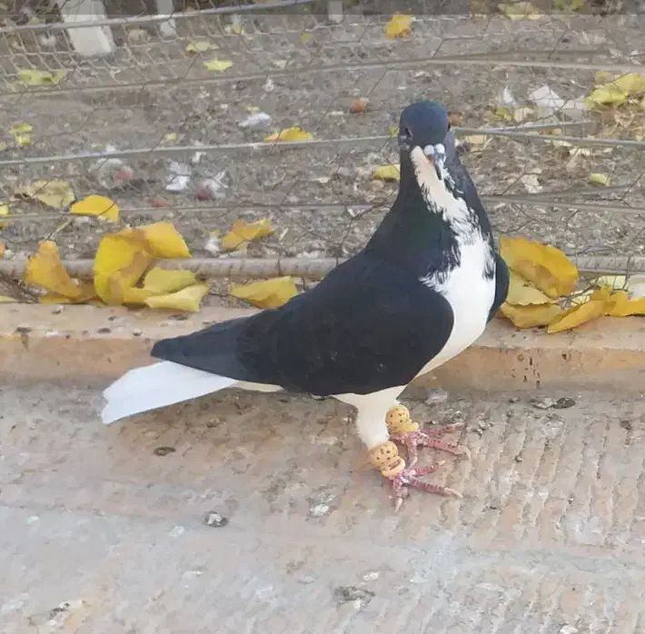 خوشرنگ سیاه نر|پرنده|قزوین, |دیوار