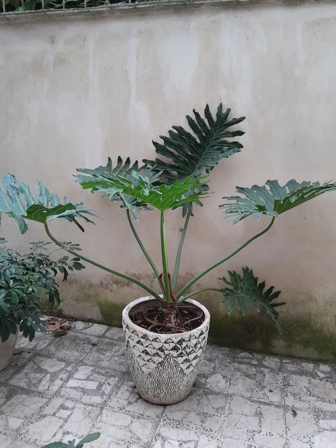 گل گلدانی|گل و گیاه طبیعی|ماکلوان, |دیوار