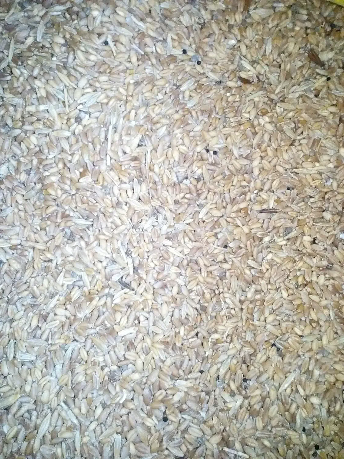 گندم دیمی گنداب|عمده‌فروشی|دره شهر, |دیوار