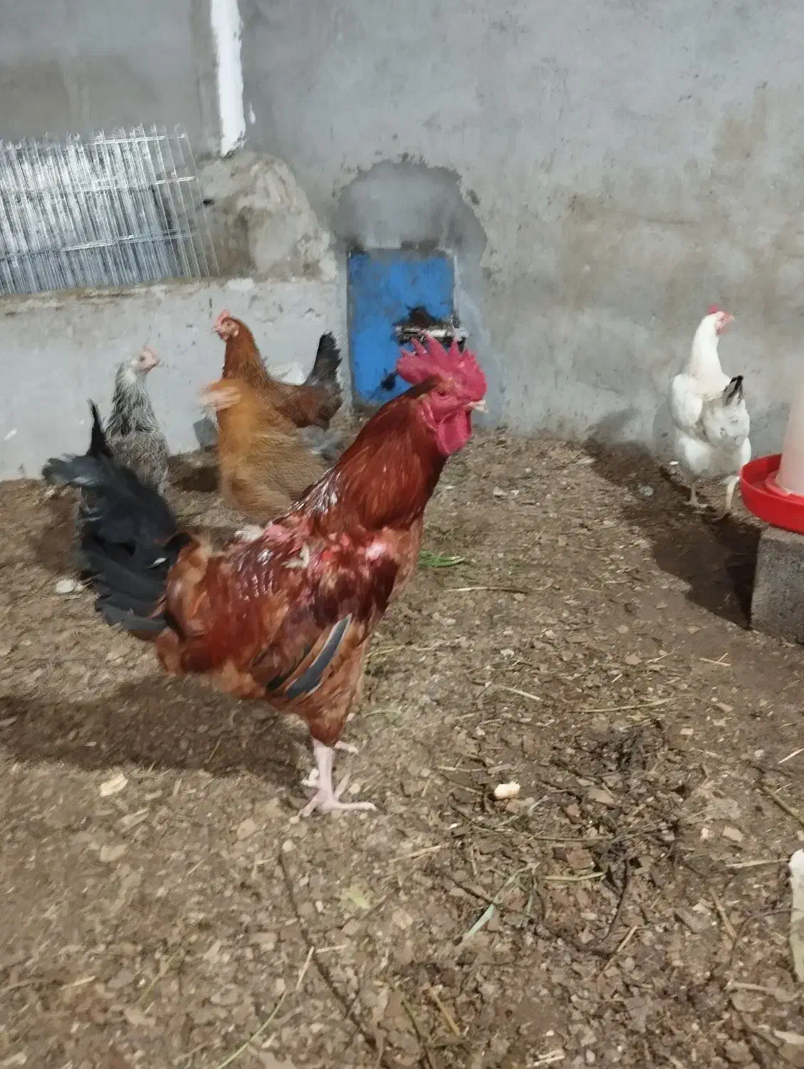 خروس محلی|حیوانات مزرعه|اردبیل, |دیوار