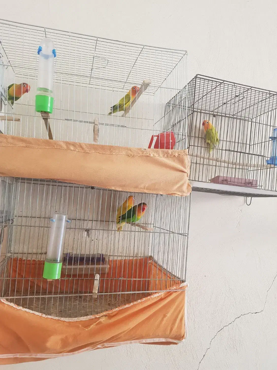 کوتوله برزیلی مولد|پرنده|برخوار, |دیوار