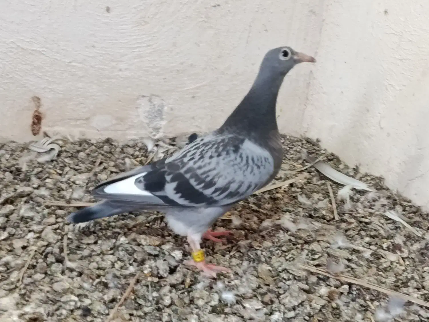 جوجه پلاکی کبوتر|پرنده|سعدآباد, |دیوار