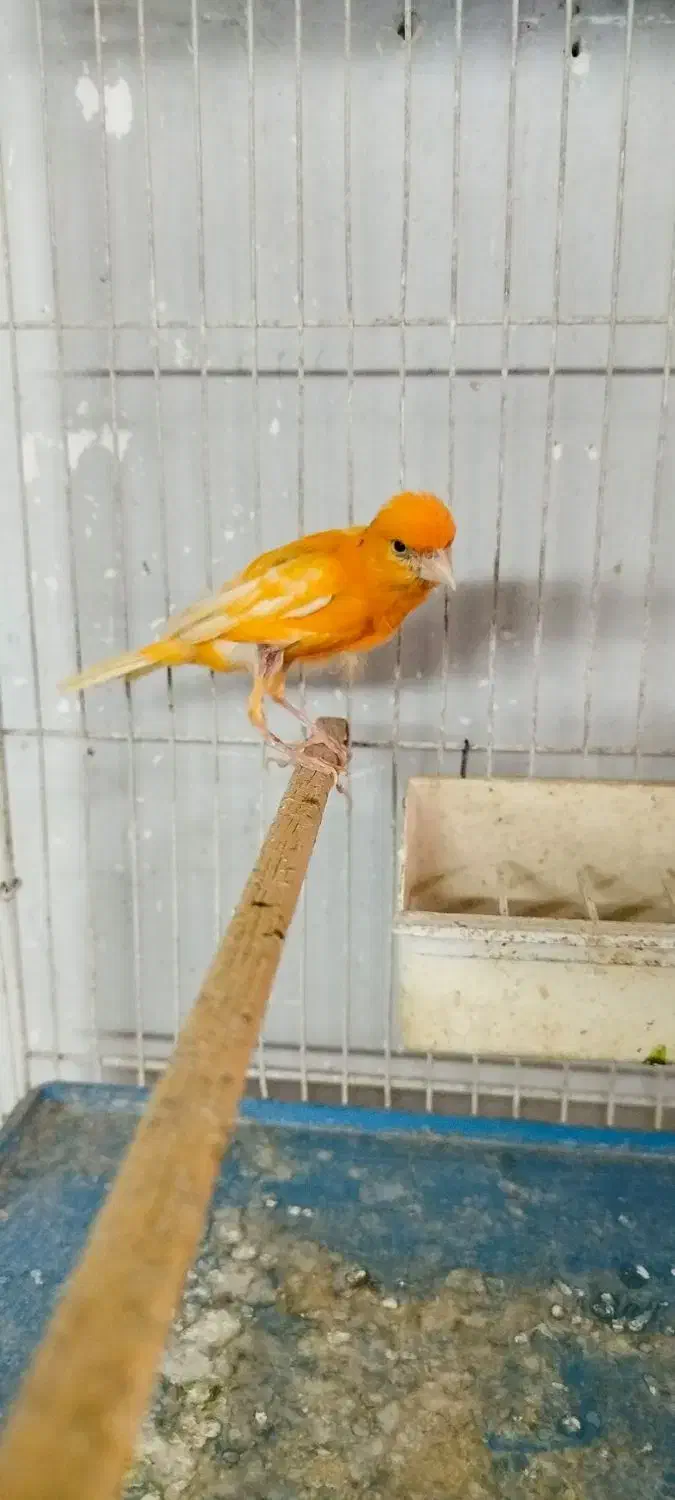 تعدادی قناری نر و ماده آماده|پرنده|کرج, شهرک بنفشه|دیوار