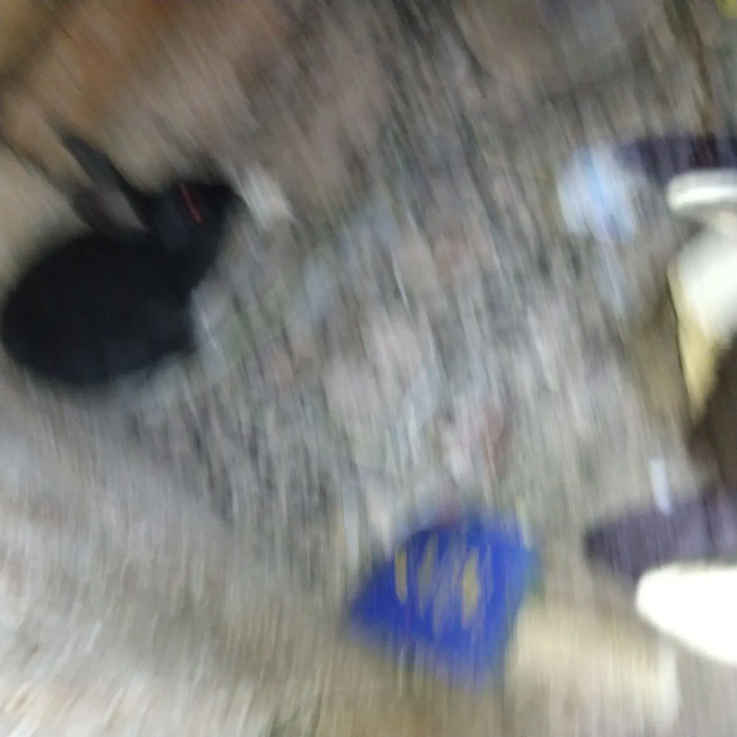 خرگوش|موش و خرگوش|لردگان, |دیوار