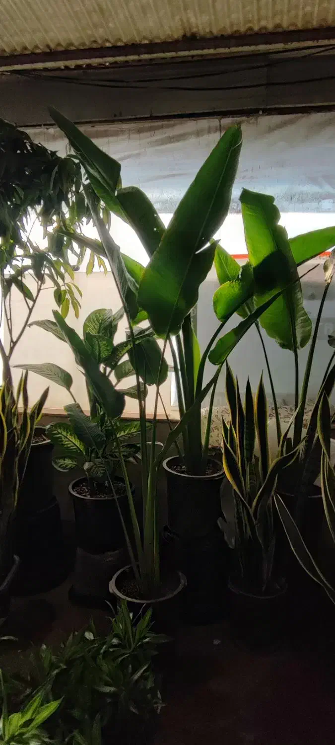 گل های آپارتمانی|گل و گیاه طبیعی|ری, بازار گل خاوران|دیوار