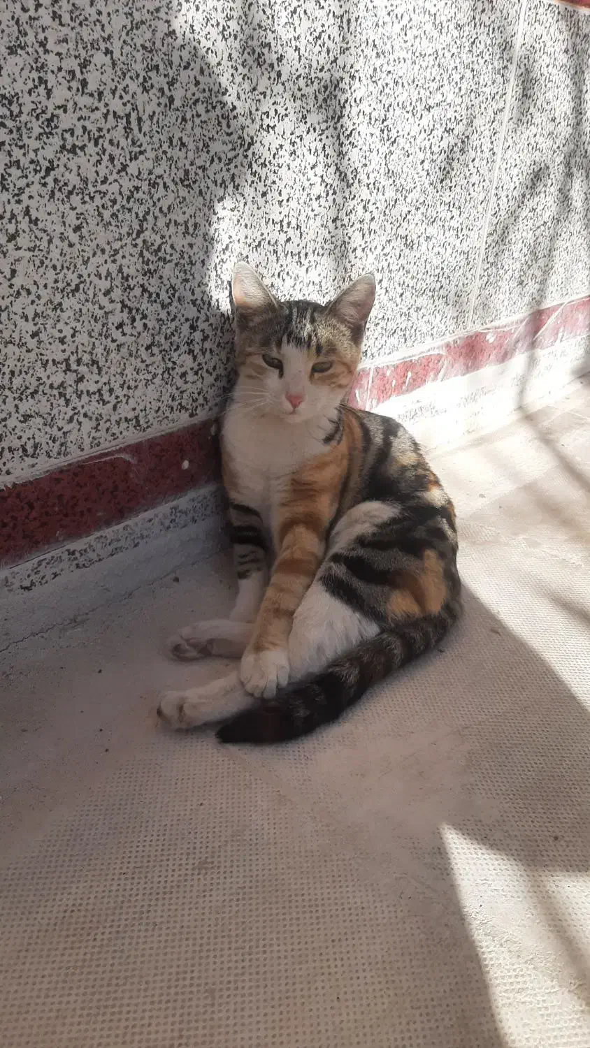 گربه گمشده منطقه شهید صالحی  کدخدایی|گربه|اسفراین, |دیوار