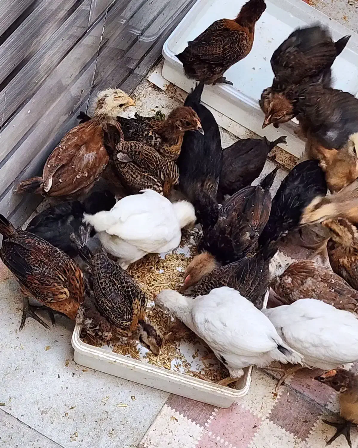 نیمچه مرغ و خروس عربی|حیوانات مزرعه|خرمشهر, |دیوار