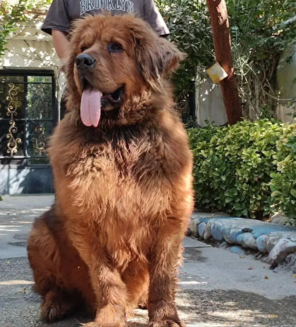 سگ ماستیف تبتی|سگ|اصفهان, سرچشمه|دیوار