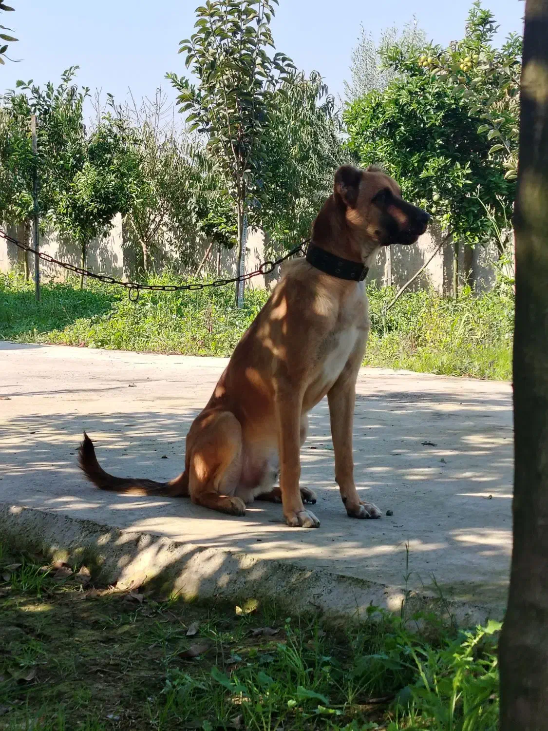 سگ‌ نگهبان|سگ|قائم‌شهر, |دیوار