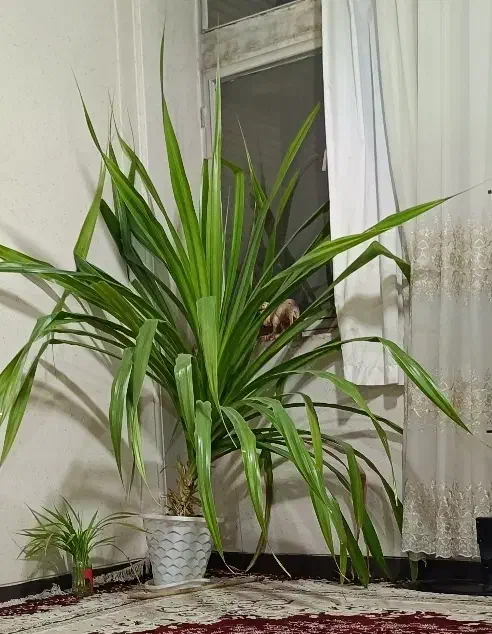 گل آپارتمانی|گل و گیاه طبیعی|فولادشهر, مسکن مهر فولادشهر|دیوار