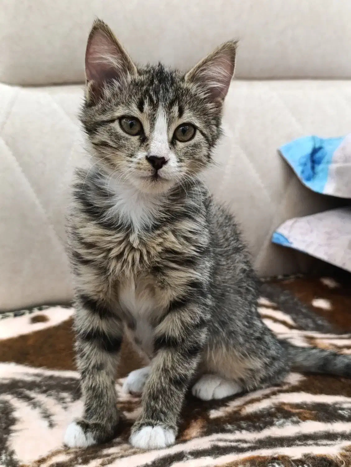 واگذاری رایگان گربه دو ماهه بازیگوش ولی مظلوم|گربه|ارومیه, |دیوار