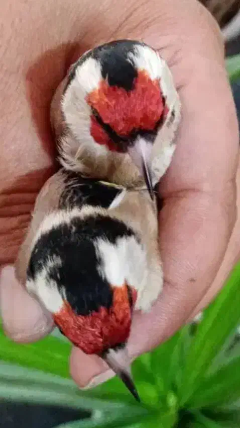 سهره بی نظیر|پرنده|مبارکه, |دیوار