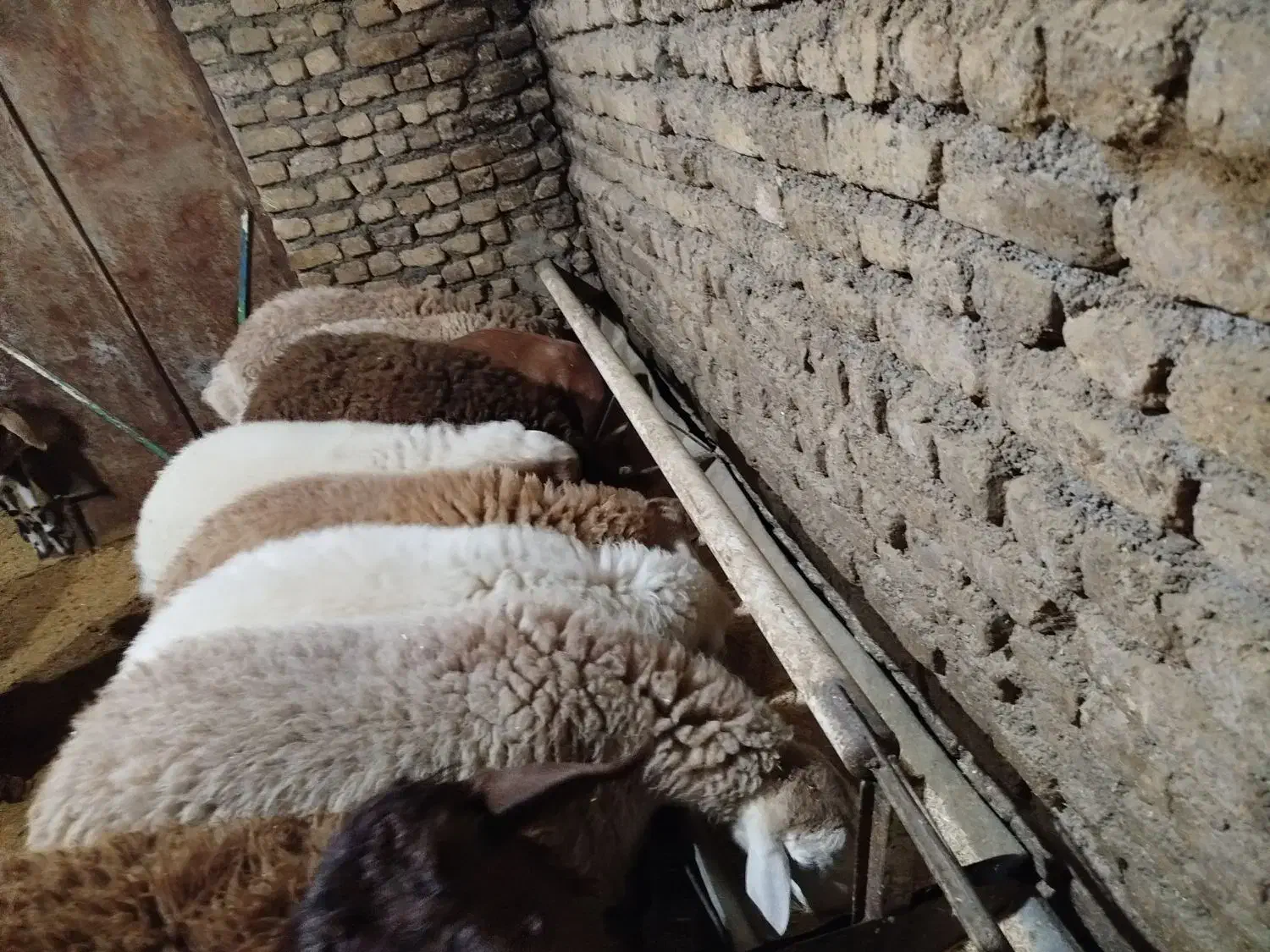 بره نر|حیوانات مزرعه|باخزر, |دیوار