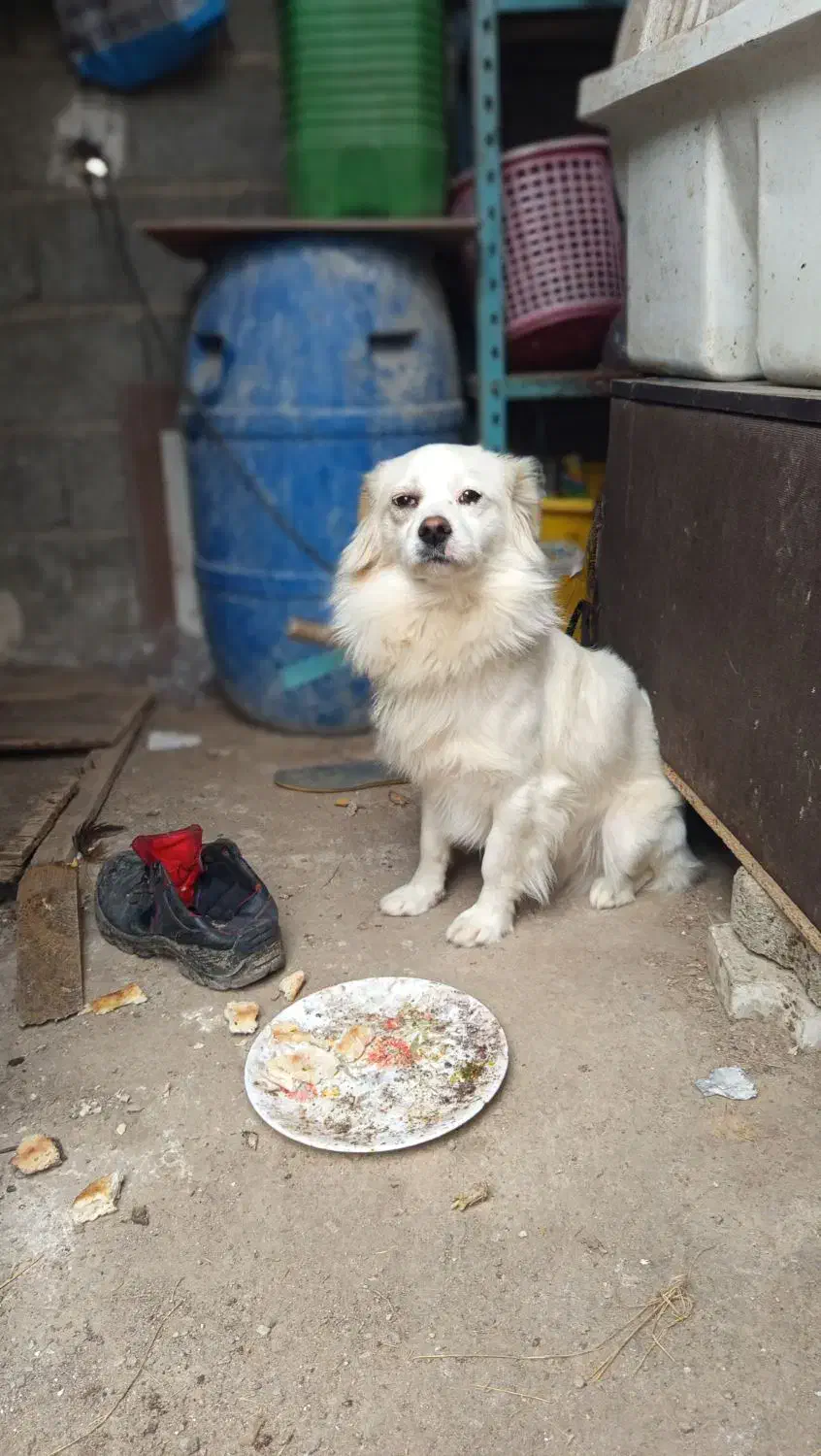 اشپیتز|سگ|رشت, لاکان شهر|دیوار