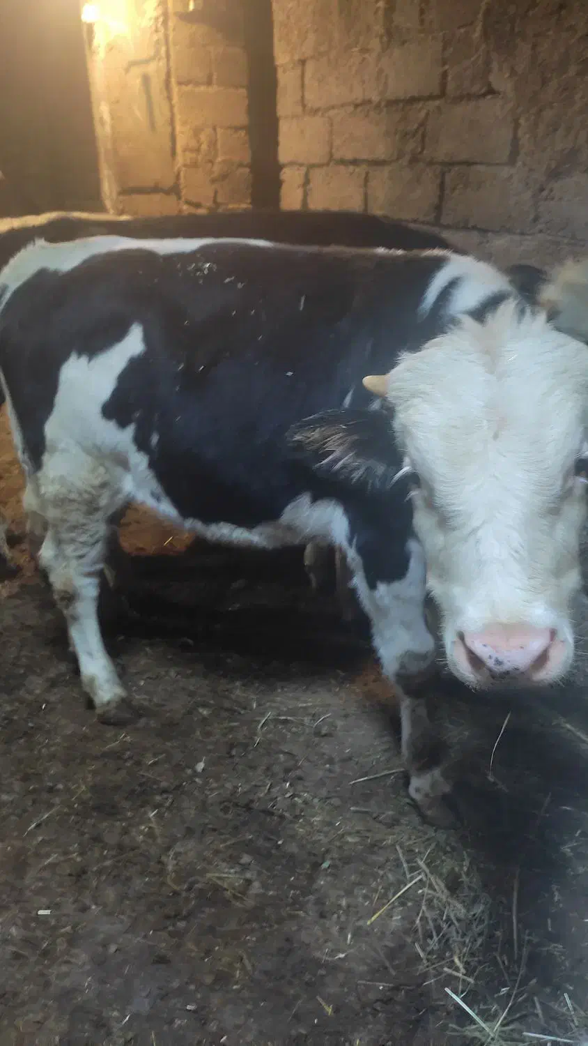 سهتاگاو نر|حیوانات مزرعه|اردبیل, |دیوار