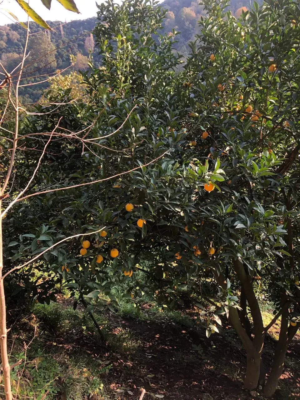 باِغ پرتغال|فروش دفتر صنعتی، کشاورزی، تجاری|رحیم‌آباد, |دیوار