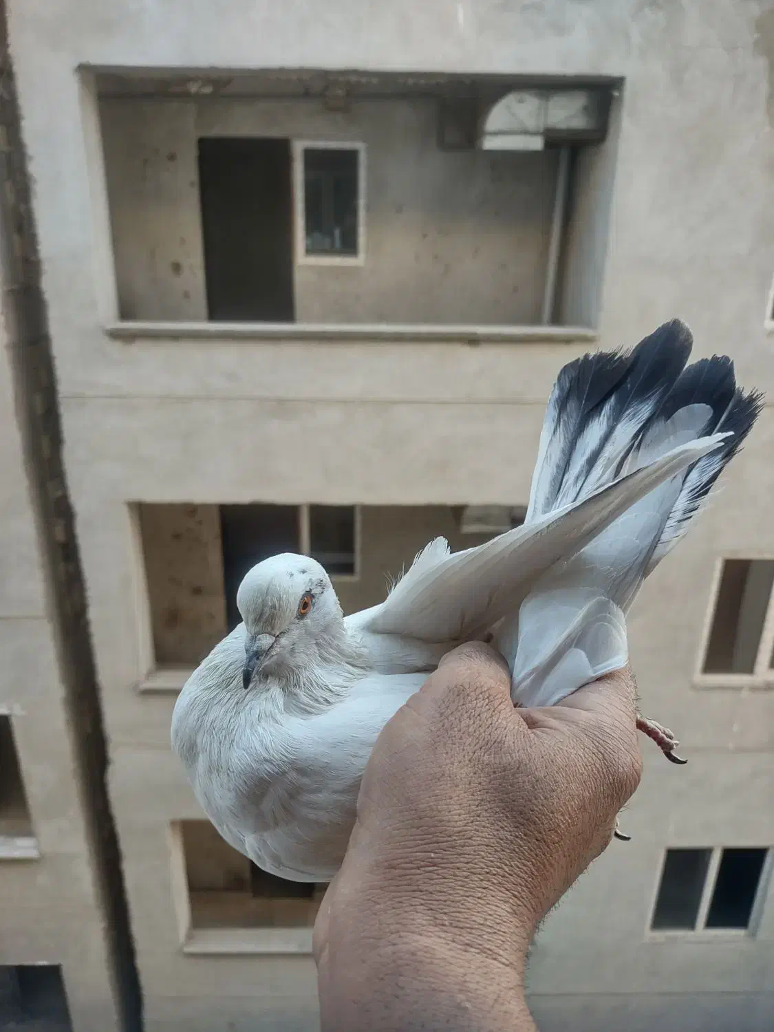 نرو ماده با جوجه|پرنده|پردیس, فاز ۸|دیوار