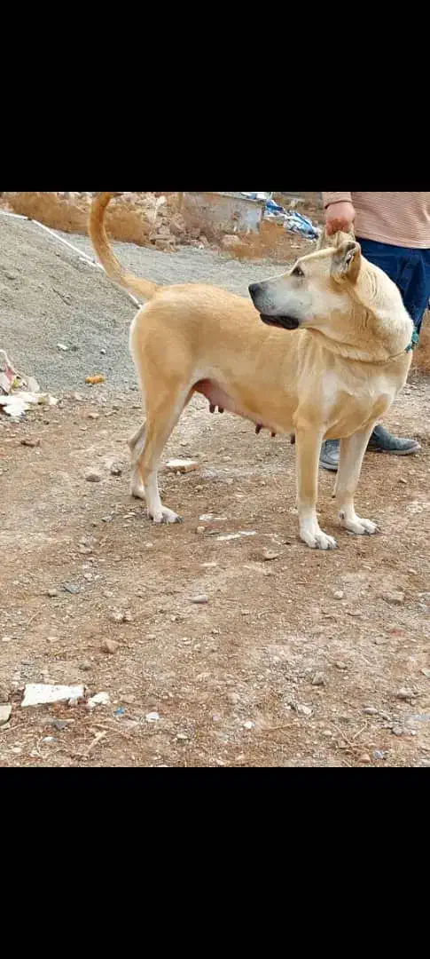 سگ ماده سرابی|سگ|تهران, نازی‌آباد|دیوار