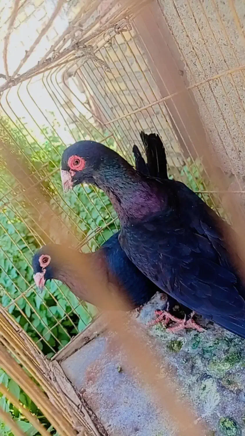 زاغ کرمانی  و تهرونی|پرنده|مشهد, شهرک مهرگان|دیوار