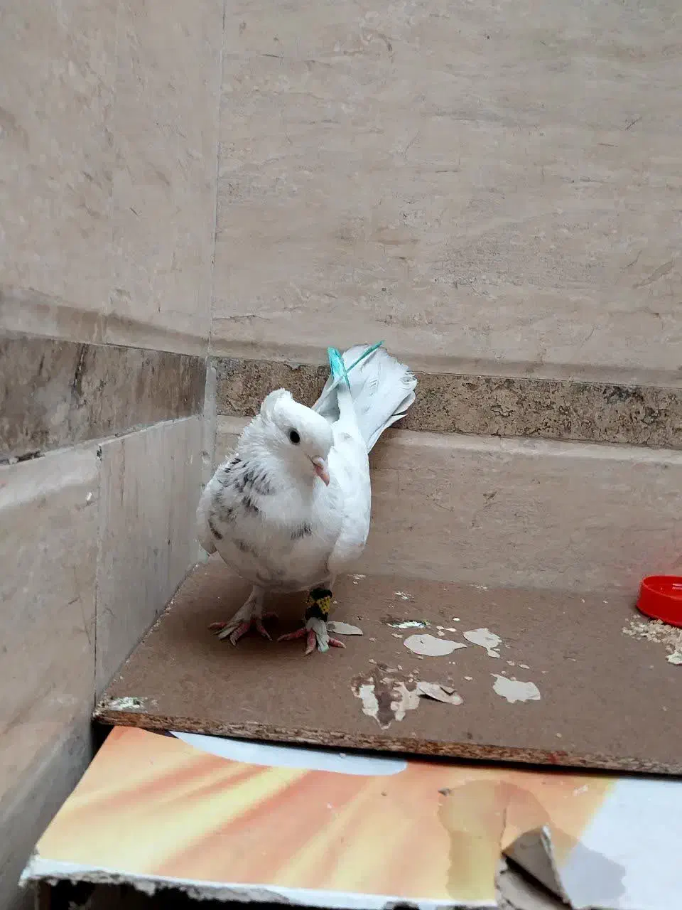 کفتر|پرنده|قم, باغ شریفی|دیوار