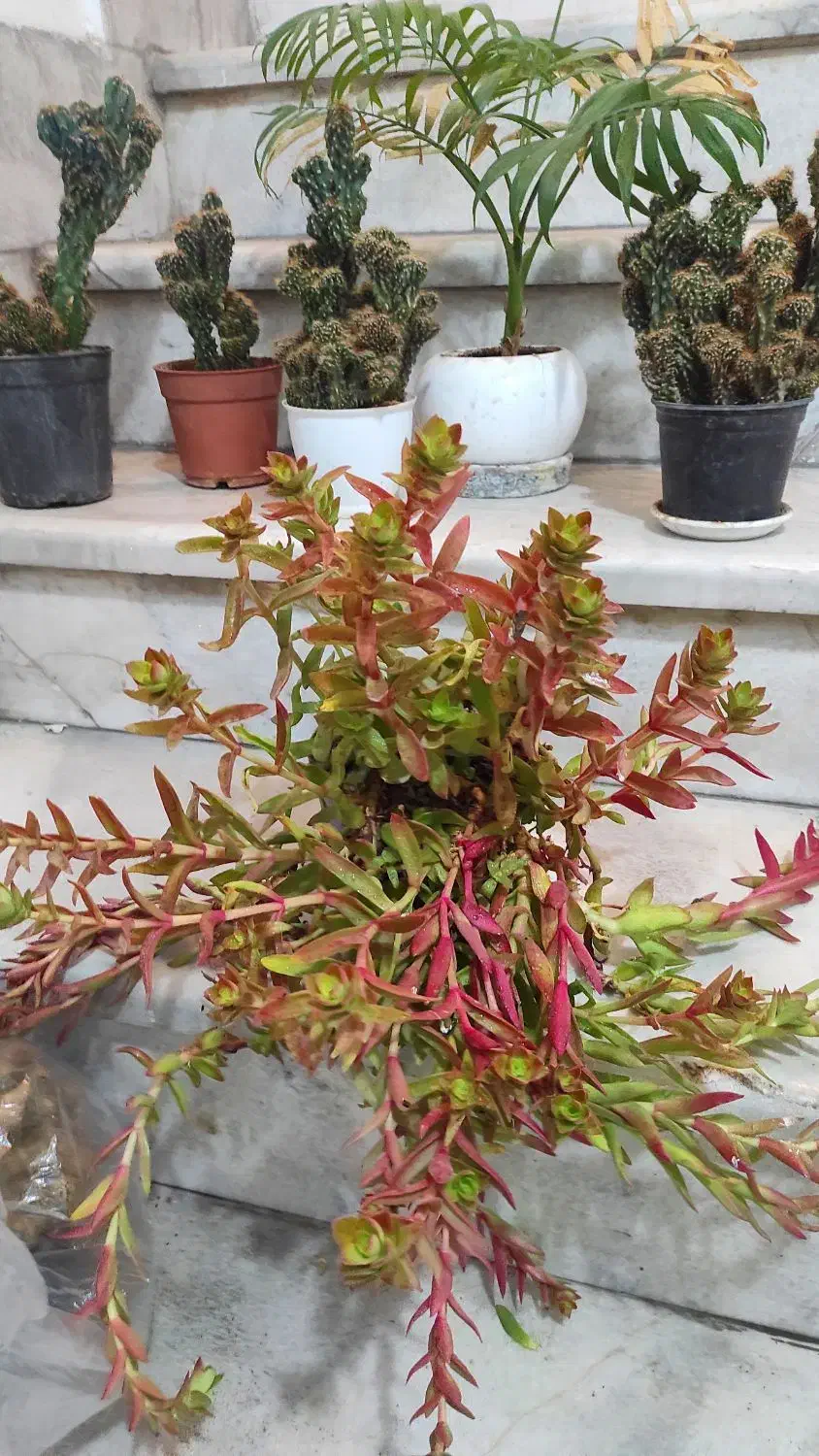 گل ناز،بیدی،بن سای ،کاکتوس صخره،آلوئه ورا|گل و گیاه طبیعی|تهران, کرمان|دیوار