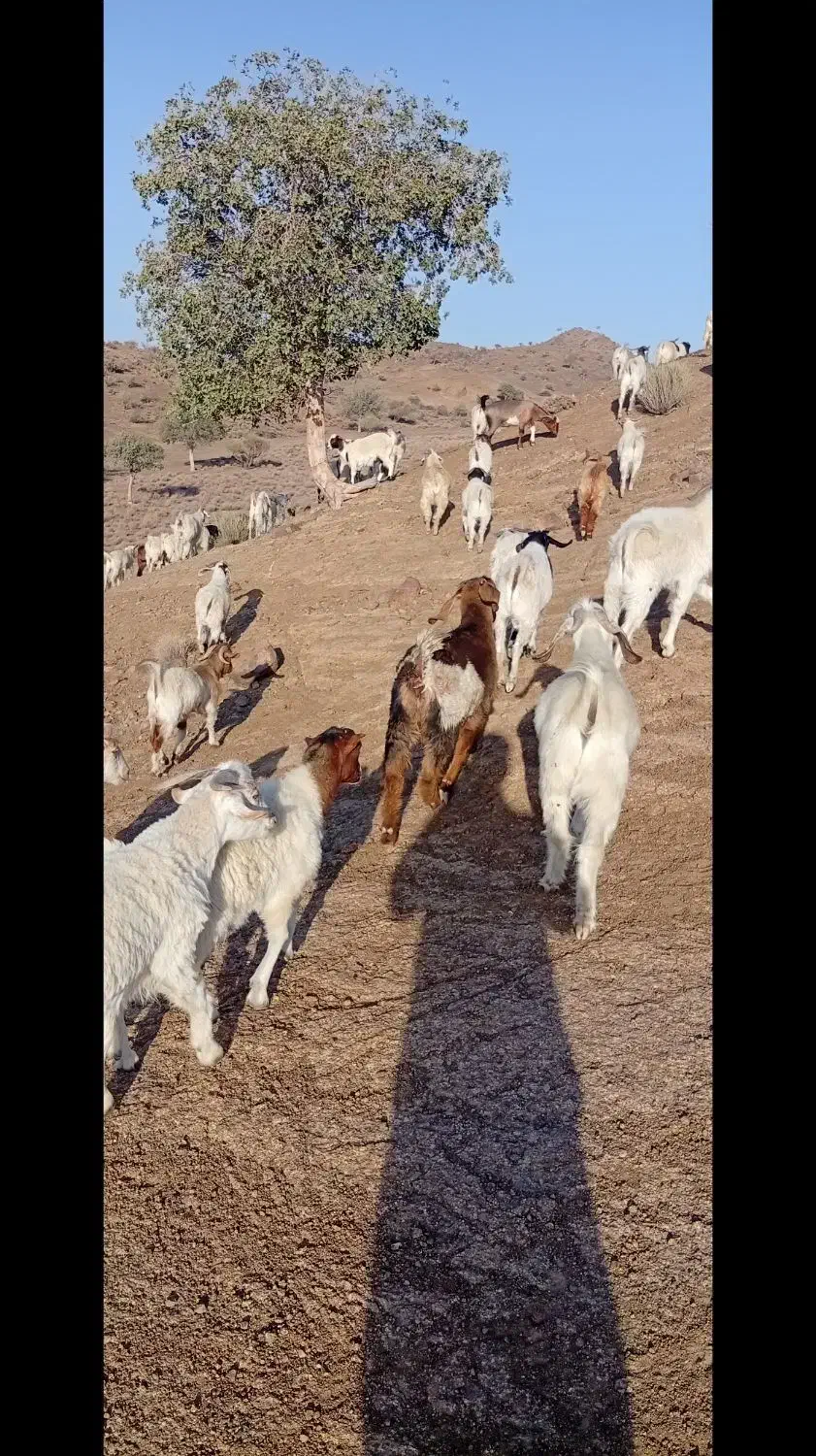 کهره بره فروشی|حیوانات مزرعه|جیرفت, |دیوار