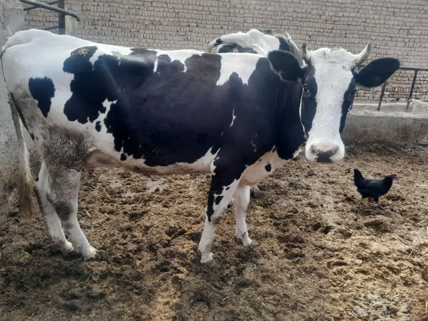 گاو گوشبی|حیوانات مزرعه|شاهدشهر, |دیوار