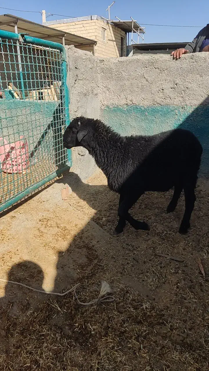 بره|حیوانات مزرعه|نجفآباد, حومه نجف آباد|دیوار