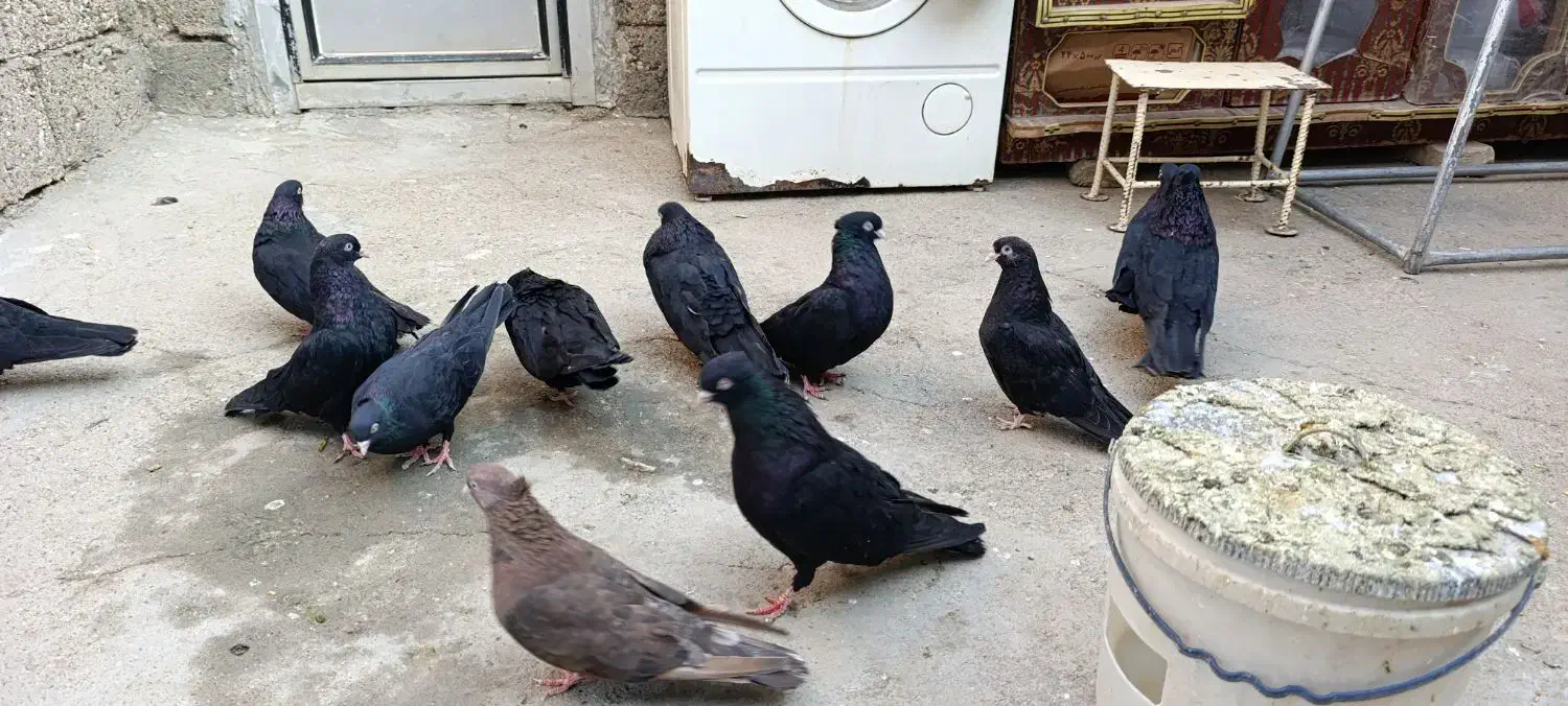 کبوتر|پرنده|میاندوآب, |دیوار