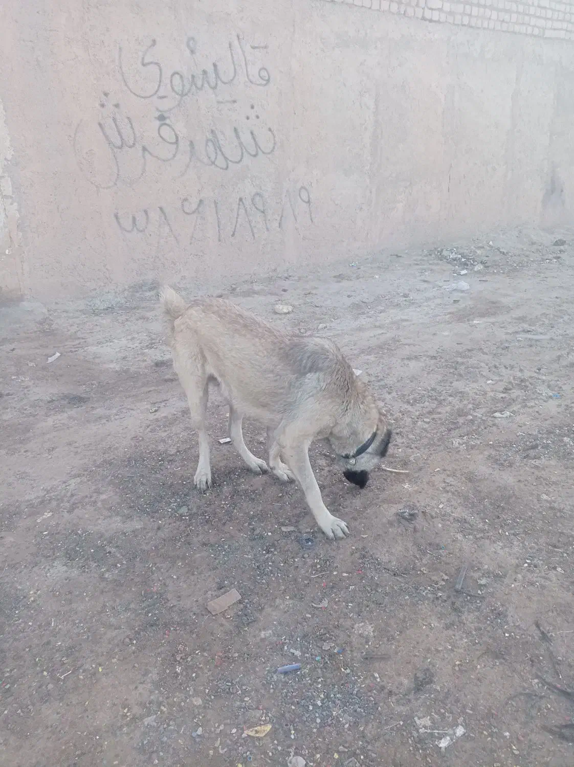 سگ سرابی|سگ|قم, قلعه صدری|دیوار