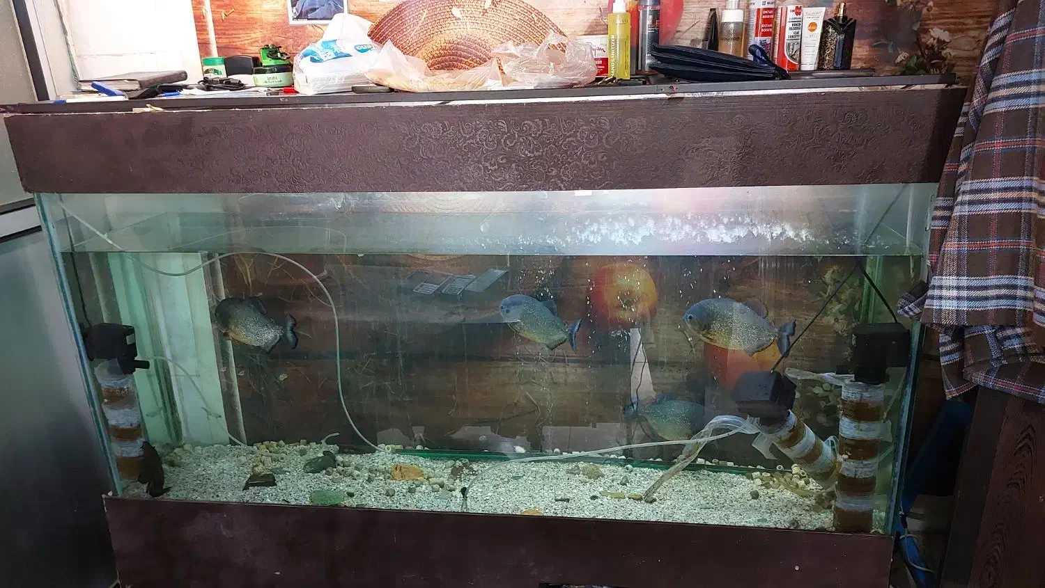 ماهی و اکواریوم|ماهی|کرج, فاز ۱ مهرشهر|دیوار