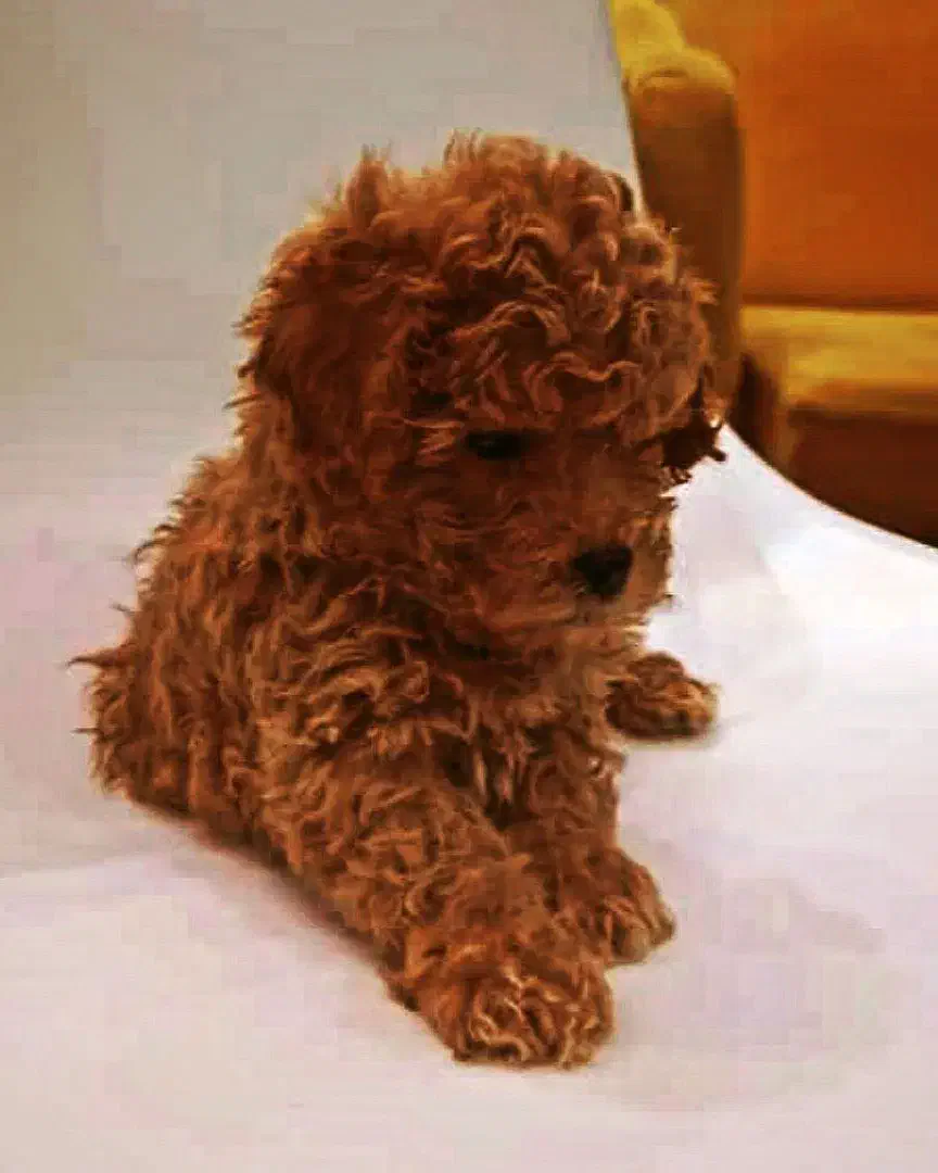 پودل نر|سگ|مشهد, کوثر|دیوار